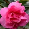 Brandy's Temper Camellia Sasanqua - 3 Gallon Pot 1 Brandy's Temper Camellia Sasanqua - 3 Gallon Pot -Stylish Garden Plant Store camellia brandys temper 1