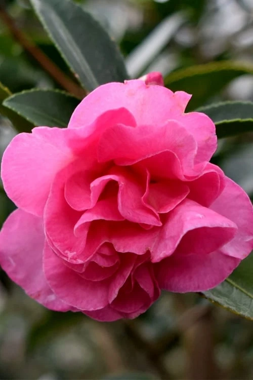 Brandy's Temper Camellia Sasanqua - 3 Gallon Pot 3 Brandy's Temper Camellia Sasanqua - 3 Gallon Pot
