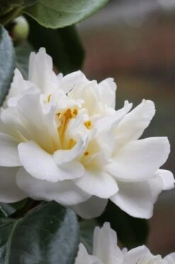 Cream Puff Fragrant Camellia - 3 Gallon Pot -Stylish Garden Plant Store camellia cream puff 1