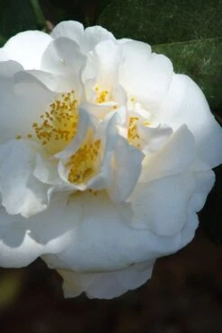 Cream Puff Fragrant Camellia - 3 Gallon Pot -Stylish Garden Plant Store camellia cream puff 2