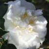 Cream Puff Fragrant Camellia - 3 Gallon Pot -Stylish Garden Plant Store camellia cream puff 4