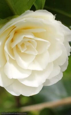 Dahlonega Camellia Japonica - 3 Gallon Pot -Stylish Garden Plant Store camellia dahlonega 3