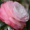 Desire Camellia Japonica - 1 Gallon Pot -Stylish Garden Plant Store camellia desire 1