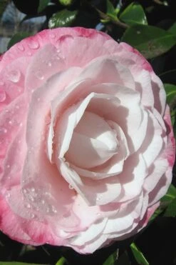 Desire Camellia Japonica - 1 Gallon Pot 11 Desire Camellia Japonica - 1 Gallon Pot -Stylish Garden Plant Store camellia desire 2