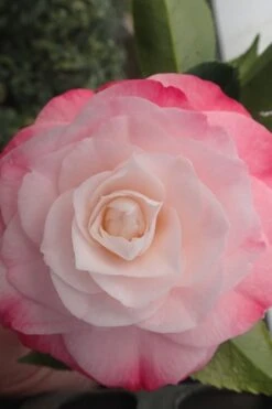 Desire Camellia Japonica - 1 Gallon Pot 10 Desire Camellia Japonica - 1 Gallon Pot -Stylish Garden Plant Store camellia desire 3