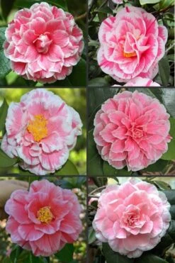 Brilliant Gem Fragrant Camellia Japonica - Herme - 3 Gallon Pot -Stylish Garden Plant Store camellia herrmes 1