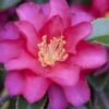 Hiryu Camellia Sasanqua - 3 Gallon Pot -Stylish Garden Plant Store camellia hiryu 1