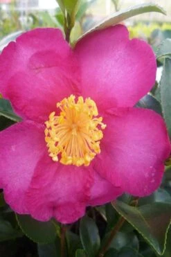 Hiryu Camellia Sasanqua - 3 Gallon Pot -Stylish Garden Plant Store camellia hiryu 2
