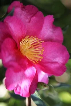 Hiryu Camellia Sasanqua - 3 Gallon Pot -Stylish Garden Plant Store camellia hiryu 3