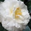 Colonial Dame Camellia - 3 Gallon Pot -Stylish Garden Plant Store camellia japonica colonial dame 20