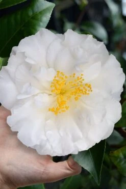 Colonial Dame Camellia - 3 Gallon Pot -Stylish Garden Plant Store camellia japonica colonial dame 4