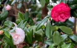 LA Peppermint Camellia Japonica - 3 Gallon Pot -Stylish Garden Plant Store camellia japonica la peppermint 101