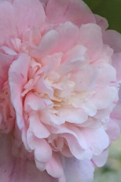 Thompsonii Camellia Japonica - 1 Gallon Pot 11 Thompsonii Camellia Japonica - 1 Gallon Pot -Stylish Garden Plant Store camellia japonica thompsonii 2