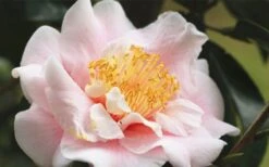 Moonlight Bay Camellia Japonica - 3 Gallon Pot 13 Moonlight Bay Camellia Japonica - 3 Gallon Pot -Stylish Garden Plant Store camellia moonlight bay 3
