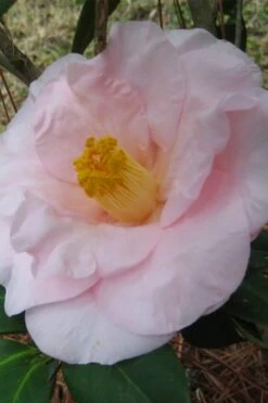 Moonlight Bay Camellia Japonica - 3 Gallon Pot 11 Moonlight Bay Camellia Japonica - 3 Gallon Pot -Stylish Garden Plant Store camellia moonlight bay 5