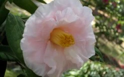 Moonlight Bay Camellia Japonica - 3 Gallon Pot 12 Moonlight Bay Camellia Japonica - 3 Gallon Pot -Stylish Garden Plant Store camellia moonlight bay 6