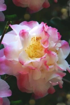 Omega Camellia Japonica - 3 Gallon Pot 11 Omega Camellia Japonica - 3 Gallon Pot -Stylish Garden Plant Store camellia omega 3