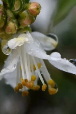Parvilimba Camellia - 5 Gallon Pot -Stylish Garden Plant Store camellia parvilimba 1