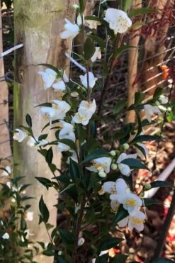 Parvilimba Camellia - 5 Gallon Pot -Stylish Garden Plant Store camellia parvilimba 4