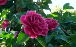 Purple Haze Camellia - 1 Gallon Pot -Stylish Garden Plant Store camellia sasanqua purple haze 2