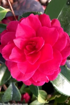 Purple Haze Camellia - 1 Gallon Pot -Stylish Garden Plant Store camellia sasanqua purple haze 4