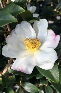 Survivor Cold Hardy White Camellia - 3 Gallon Pot -Stylish Garden Plant Store camellia sasanqua sweet october 3