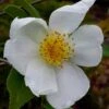 Survivor Cold Hardy White Camellia - 3 Gallon Pot -Stylish Garden Plant Store camellia survivor 1