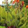 Bengal Tiger Canna Lily - 1 Gallon Pot 1 Bengal Tiger Canna Lily - 1 Gallon Pot -Stylish Garden Plant Store canna pretoria bengal tiger 13