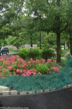 Blue Zinger Sedge Grass (Carex Flacca) - 5 Pack Of Quart Pots -Stylish Garden Plant Store carex flacca blue zinger sedge grass 13