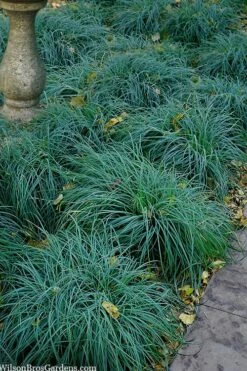 Blue Zinger Sedge Grass (Carex Flacca) - 5 Pack Of Quart Pots -Stylish Garden Plant Store carex flacca blue zinger sedge grass 14