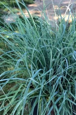Blue Zinger Sedge Grass (Carex Flacca) - 5 Pack Of Quart Pots -Stylish Garden Plant Store carex flacca blue zinger sedge grass 15