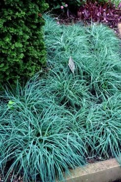 Blue Zinger Sedge Grass (Carex Flacca) - 5 Pack Of Quart Pots -Stylish Garden Plant Store carex flacca blue zinger sedge grass 17