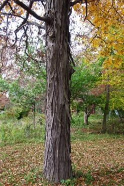 Shagbark Hickory Tree (Carya Ovata) - 3 Gallon Pot -Stylish Garden Plant Store carya ovata shagbark hickory tree 1
