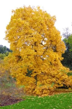 Shagbark Hickory Tree (Carya Ovata) - 3 Gallon Pot -Stylish Garden Plant Store carya ovata shagbark hickory tree 3