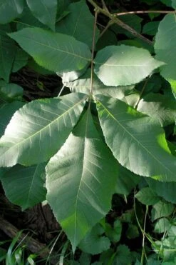 Shagbark Hickory Tree (Carya Ovata) - 3 Gallon Pot -Stylish Garden Plant Store carya ovata shagbark hickory tree leaves 3