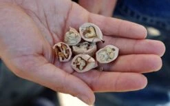 Shagbark Hickory Tree (Carya Ovata) - 3 Gallon Pot -Stylish Garden Plant Store carya ovata shagbark hickory tree nuts 4