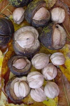 Shagbark Hickory Tree (Carya Ovata) - 3 Gallon Pot -Stylish Garden Plant Store carya ovata shagbark hickory tree nuts 5