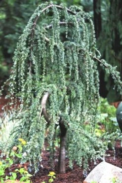 Serpentine Weeping Blue Atlas Cedar - 5 Gallon Pot 13 Serpentine Weeping Blue Atlas Cedar - 5 Gallon Pot -Stylish Garden Plant Store ceadr blue atlas serpentine 1