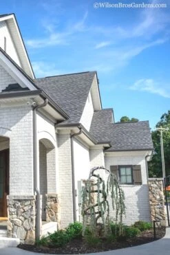 Serpentine Weeping Blue Atlas Cedar - 5 Gallon Pot 11 Serpentine Weeping Blue Atlas Cedar - 5 Gallon Pot -Stylish Garden Plant Store cedar blue atlas serpentine 11