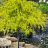 Gold Cascade Deodar Cedar (Single Trunk Topiary Tree)- 7 Gallon Pot -Stylish Garden Plant Store cedrus deodara gold cascade single trunk tree form topiary 2