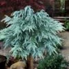 Divinely Blue Deodar Cedar Tree (Single Trunk Topiary) - 3 Gallon Pot -Stylish Garden Plant Store cedrus deodora divinely blue topiary tree 100