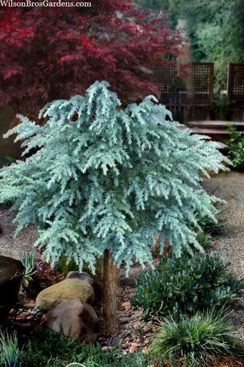 Divinely Blue Deodar Cedar Tree (Single Trunk Topiary) - 3 Gallon Pot 3 Divinely Blue Deodar Cedar Tree (Single Trunk Topiary) - 3 Gallon Pot