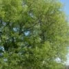 Sugarberry Tree (Celtis Laevigata) - 1 Gallon Pot -Stylish Garden Plant Store celtis laevigata sugarberry tree 1