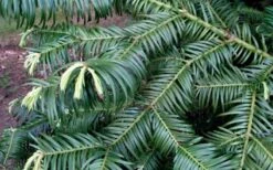 Fortune's Plum Yew Tree (Cephalotaxus Fortunei) - 3 Gallon Pot -Stylish Garden Plant Store cephalotaxus fortunei fortunes plum yew tree 2