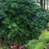 Fortune's Plum Yew Tree (Cephalotaxus Fortunei) - 3 Gallon Pot -Stylish Garden Plant Store cephalotaxus fortunei fortunes plum yew tree 4