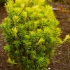 Korean Gold Plum Yew (Cephalotaxus) - 3 Gallon Pot -Stylish Garden Plant Store cephalotaxus harringtonia korean gold japanese yew 11