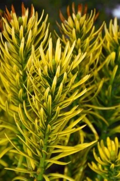 Korean Gold Plum Yew (Cephalotaxus) - 3 Gallon Pot -Stylish Garden Plant Store cephalotaxus harringtonia korean gold japanese yew 13