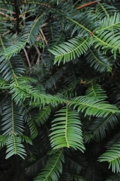 Japanese Plum Yew Tree (Cephalotaxus Harringtonia) - 3 Gallon Pot -Stylish Garden Plant Store cephalotaxus harringtonia tree 2