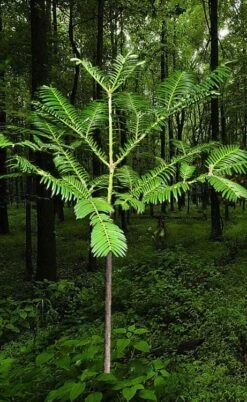 Japanese Plum Yew Tree (Cephalotaxus Harringtonia) - 3 Gallon Pot -Stylish Garden Plant Store cephalotaxus harringtonia tree 6