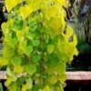 Golden Falls Weeping Redbud Tree - 3 Gallon Pot (4-5') 2 Golden Falls Weeping Redbud Tree - 3 Gallon Pot (4-5') -Stylish Garden Plant Store cercis canadensis golden falls weeping redbud 3